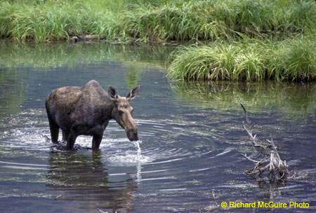 moose2