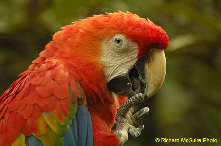 Scarlet Macaw, Ecuador