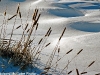 Cattails in snow, Gatineau Park, QC