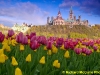 Parliament buildings through the tulips