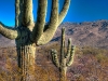 Saguaro National Park, near Tucson, Arizona