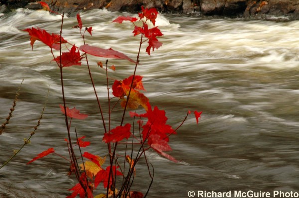 Raging river, autumn leaves