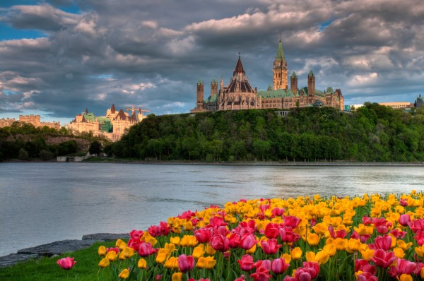 Tulips and clearing storm clouds, Ottawa